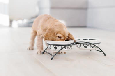 犬に絶対NGな『ごはんの食べ方』５選, 1.一度に大量のごはんを与える, 2.食べる前に過剰に「待て」させる, 3.運動直前・直後に与える, 4.食器を床に直置きして与える, 5.ごはんを放置して好きなタイミングで食べさせる, 犬に負担をかけないごはんの与え方