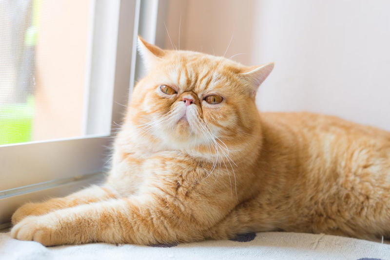 10) Exotic Shorthair 1) Ragdoll, 2) Maine Coons, 3) Birman, 4) American Shorthair, 5) Abyssinian, 6) Siamese, 7) British Shorthair, 8) Burmese, 9) Scottish Fold, 10) Exotic Shorthair, 11) Chartreux, 12) Bengal, 13) Ragamuffin