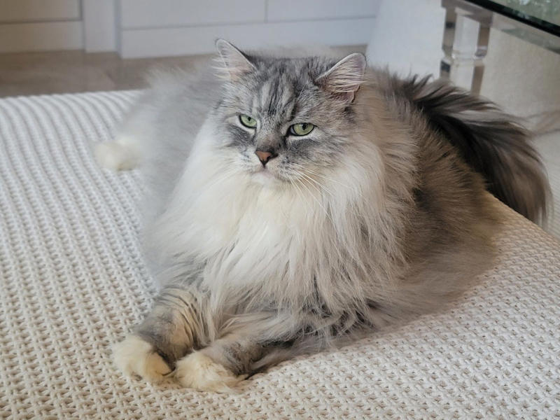 13) Ragamuffin 1) Ragdoll, 2) Maine Coons, 3) Birman, 4) American Shorthair, 5) Abyssinian, 6) Siamese, 7) British Shorthair, 8) Burmese, 9) Scottish Fold, 10) Exotic Shorthair, 11) Chartreux, 12) Bengal, 13) Ragamuffin