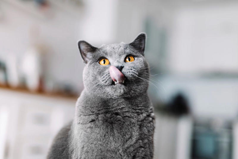 7) British Shorthair 1) Ragdoll, 2) Maine Coons, 3) Birman, 4) American Shorthair, 5) Abyssinian, 6) Siamese, 7) British Shorthair, 8) Burmese, 9) Scottish Fold, 10) Exotic Shorthair, 11) Chartreux, 12) Bengal, 13) Ragamuffin