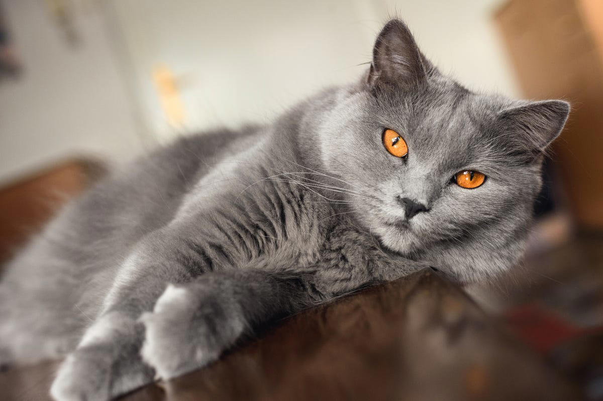 11) Chartreux 1) Ragdoll, 2) Maine Coons, 3) Birman, 4) American Shorthair, 5) Abyssinian, 6) Siamese, 7) British Shorthair, 8) Burmese, 9) Scottish Fold, 10) Exotic Shorthair, 11) Chartreux, 12) Bengal, 13) Ragamuffin