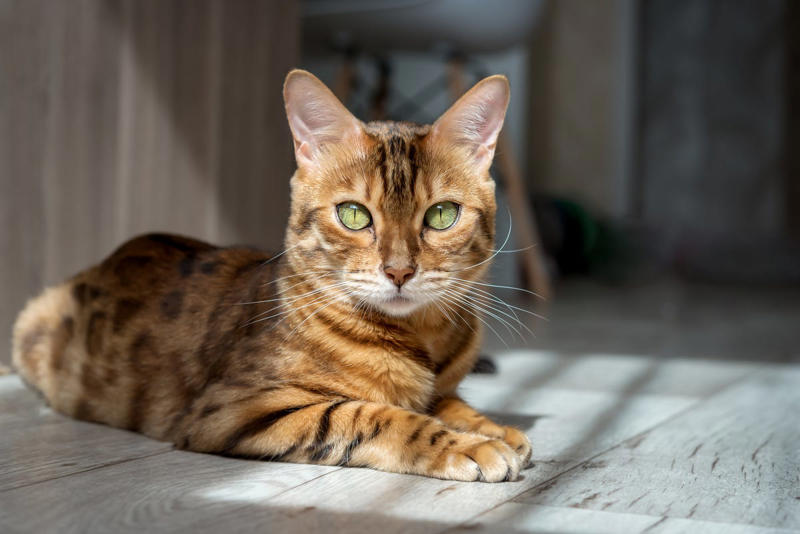 12) Bengal 1) Ragdoll, 2) Maine Coons, 3) Birman, 4) American Shorthair, 5) Abyssinian, 6) Siamese, 7) British Shorthair, 8) Burmese, 9) Scottish Fold, 10) Exotic Shorthair, 11) Chartreux, 12) Bengal, 13) Ragamuffin