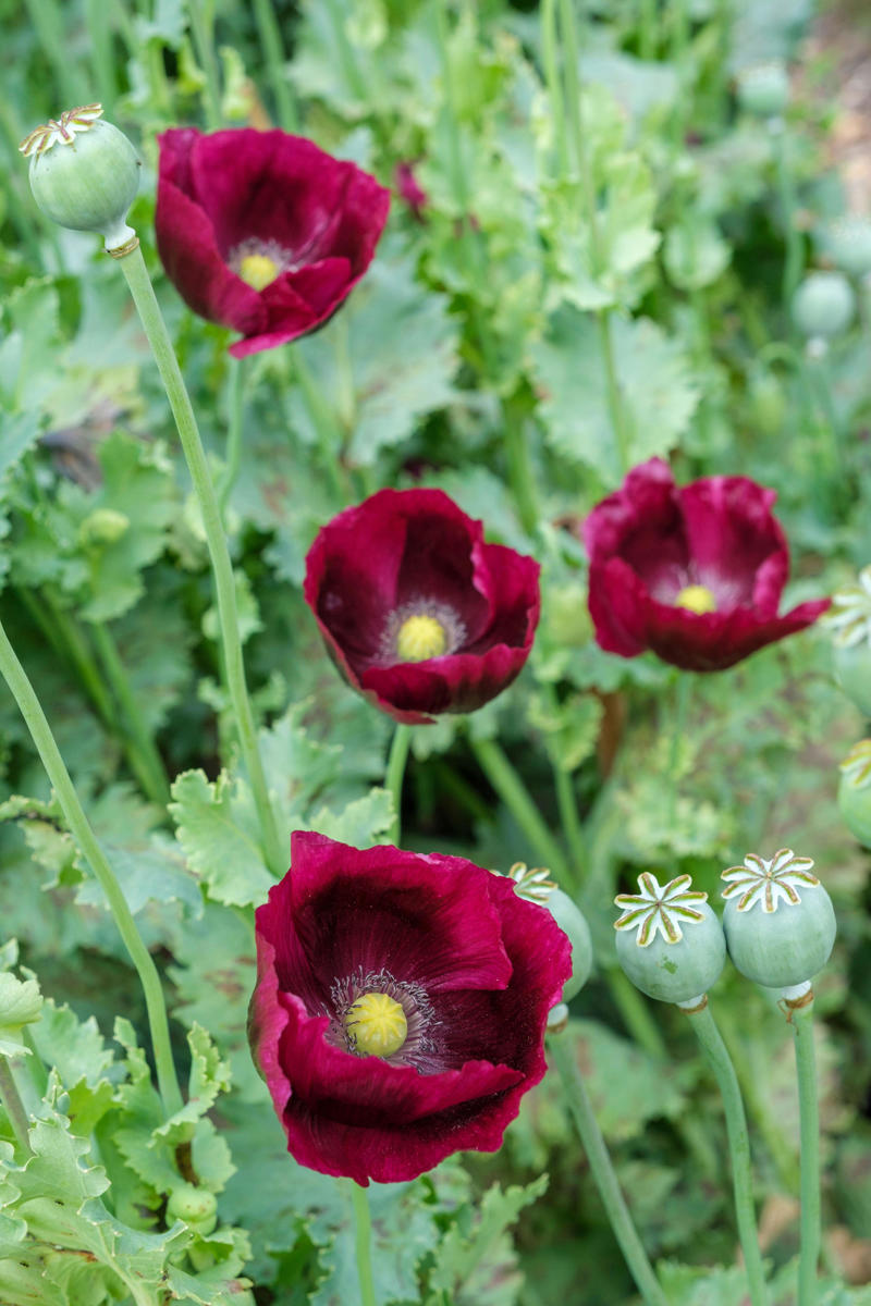 Look at the sale racks, Buy bare root, Take cuttings, Boost flower power with self-seeders, Sow seeds rather than buying mature plants, Make your own compost