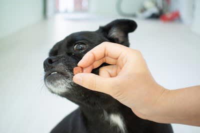 犬が飼い主を「苦手だなぁ」と思う原因5選, 1.無理なスキンシップ, 2.大声や威圧的な態度, 3.一貫性のないしつけ, 4.犬のサインを無視する, 5.運動や遊び不足, 犬が嫌いな人に見せる態度, 犬に好意を持ってもらうためには
