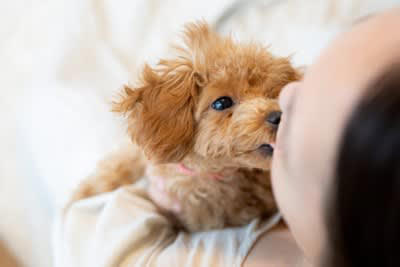 犬が飼い主をしつこく舐めてくる…理由は？, 舐められると人体に悪影響を及ぼす場合も, 犬に舐めさせてはいけない『体の部位』２選, 2.傷のある箇所, 免疫力が低い人も要注意, 犬に舐める行為をやめさせる方法は？