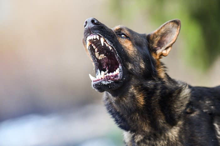 英雄は犬だけではない！, 大型犬の攻撃から幼児を守った猫, 寒さの中で赤ちゃんの命を守った猫, 飼い主の発作を予知して教える猫
