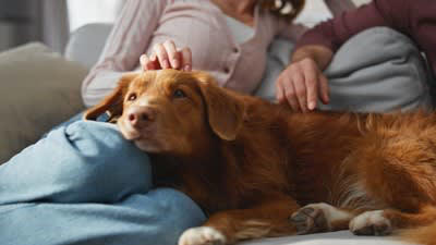 犬が『飼い主の近くに寄ってくる』心理５選, 2.かまってほしい, 3.近くにいて安心したい, 4.不安を取り除いてほしい, 5.要望・要求がある, 愛犬にくっついてもらうためにできること