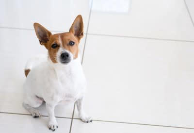 犬が『飼い主の近くに寄ってくる』心理５選, 2.かまってほしい, 3.近くにいて安心したい, 4.不安を取り除いてほしい, 5.要望・要求がある, 愛犬にくっついてもらうためにできること
