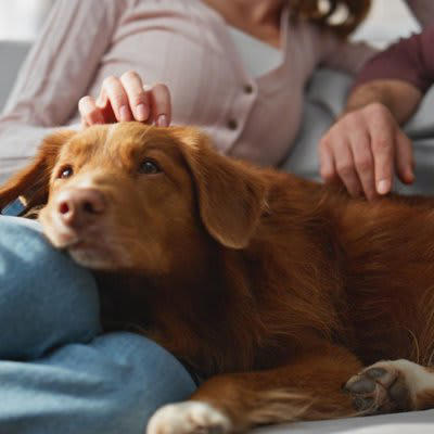 犬が『飼い主の近くに寄ってくる』心理５選, 2.かまってほしい, 3.近くにいて安心したい, 4.不安を取り除いてほしい, 5.要望・要求がある, 愛犬にくっついてもらうためにできること