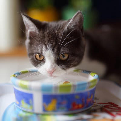 猫に与えてはいけない危険な飲み物7選, 2.カフェイン飲料, 3.ココア・チョコレートドリンク, 4. 玉ねぎ・にんにくスープ, 5. グレープジュース（ぶどうジュース）, 7. スポーツドリンク・栄養ドリンク, 猫の誤飲を防ぐために飼い主ができること, 飲み物の放置をしない, 甘い匂いや刺激のある飲料に注意, 猫が口にしてしまったときの応急対応, 誤飲しやすいシーン別の予防策, 水以外を与えたいときの代替案
