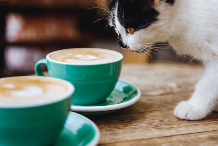 猫に与えてはいけない危険な飲み物7選, 2.カフェイン飲料, 3.ココア・チョコレートドリンク, 4. 玉ねぎ・にんにくスープ, 5. グレープジュース（ぶどうジュース）, 7. スポーツドリンク・栄養ドリンク, 猫の誤飲を防ぐために飼い主ができること, 飲み物の放置をしない, 甘い匂いや刺激のある飲料に注意, 猫が口にしてしまったときの応急対応, 誤飲しやすいシーン別の予防策, 水以外を与えたいときの代替案
