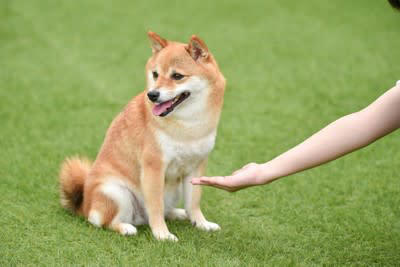犬が飼い主を「苦手だなぁ」と思う原因5選, 1.無理なスキンシップ, 2.大声や威圧的な態度, 3.一貫性のないしつけ, 4.犬のサインを無視する, 5.運動や遊び不足, 犬が嫌いな人に見せる態度, 犬に好意を持ってもらうためには