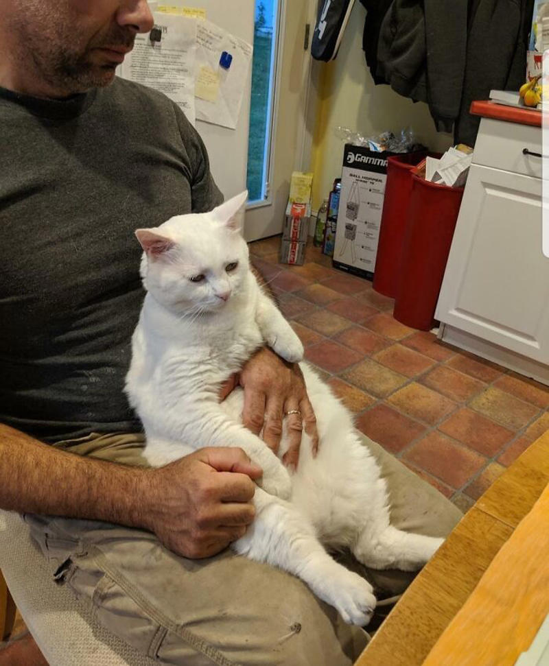 #23 He Still Calls Him #11 "I Will Not Be Raising That Dog" ;), #21 My Dad And His Grandcat, #23 He Still Calls Him "Stupid Cat", #25 Dad Didn’t Want Kissems. Naturally, Kissems Loves Dad The Most, #37 My Dad Regularly Sends Me Messages Like This, #39 My Dad: I Want Nothing To Do With That Pile Of Hair, #41 My Dad-Who-Did-Not-Want-Pets Comforting A Scared Pup On His First Vet Trip, #43 Um Can We Get Some Privacy Please?