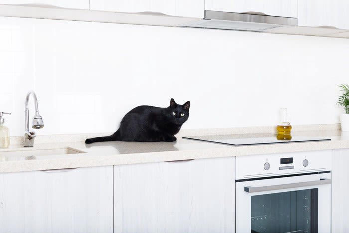 猫に与えてはいけない危険な飲み物7選, 2.カフェイン飲料, 3.ココア・チョコレートドリンク, 4. 玉ねぎ・にんにくスープ, 5. グレープジュース（ぶどうジュース）, 7. スポーツドリンク・栄養ドリンク, 猫の誤飲を防ぐために飼い主ができること, 飲み物の放置をしない, 甘い匂いや刺激のある飲料に注意, 猫が口にしてしまったときの応急対応, 誤飲しやすいシーン別の予防策, 水以外を与えたいときの代替案
