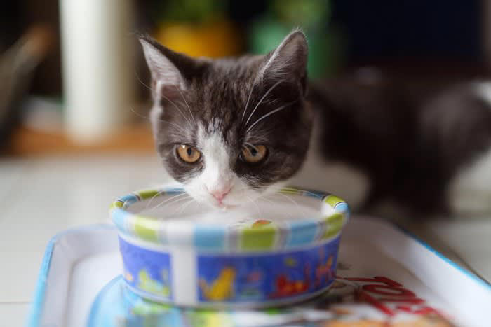 猫に与えてはいけない危険な飲み物7選, 2.カフェイン飲料, 3.ココア・チョコレートドリンク, 4. 玉ねぎ・にんにくスープ, 5. グレープジュース（ぶどうジュース）, 7. スポーツドリンク・栄養ドリンク, 猫の誤飲を防ぐために飼い主ができること, 飲み物の放置をしない, 甘い匂いや刺激のある飲料に注意, 猫が口にしてしまったときの応急対応, 誤飲しやすいシーン別の予防策, 水以外を与えたいときの代替案