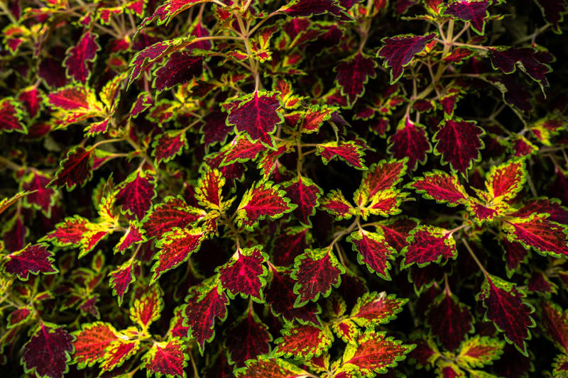 Clean up garden beds, Add a pop of seasonal color, Divide and transplant perennials, Protect perennials and shrubs, Avoid common mistakes, Plant bulbs now for spring, Strengthen the lawn