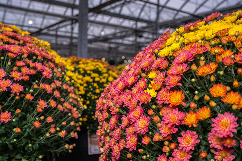 Clean up garden beds, Add a pop of seasonal color, Divide and transplant perennials, Protect perennials and shrubs, Avoid common mistakes, Plant bulbs now for spring, Strengthen the lawn