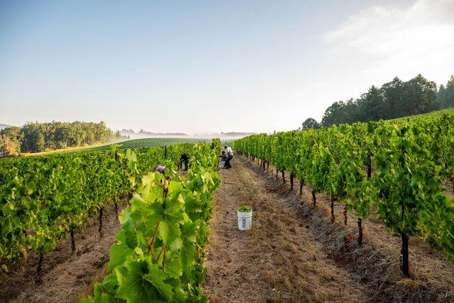 What is traditional-method sparkling wine?, Why is Oregon one of the best places to produce sparkling wine?, The sparkling start in Oregon , Oregon’s bubbly future