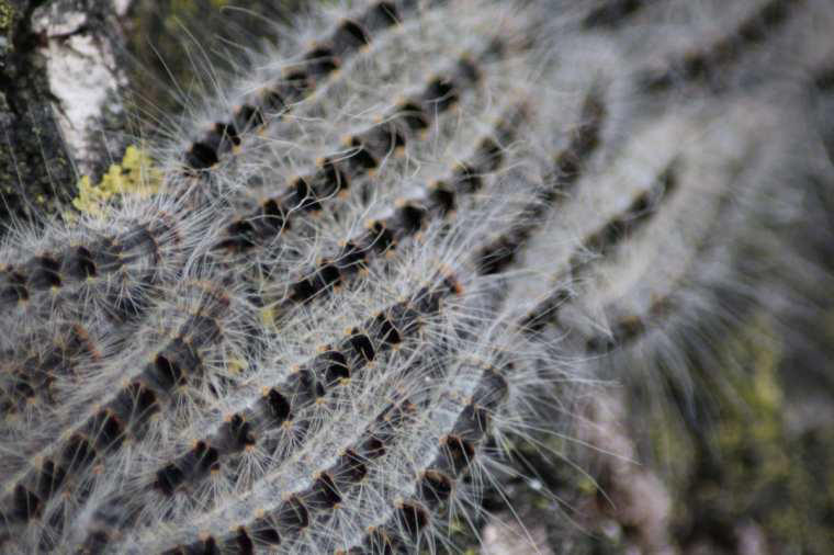 Couch grass Couch grass, Bentgrass, Bindweed, Ground elder, Other countermeasures, Also try...