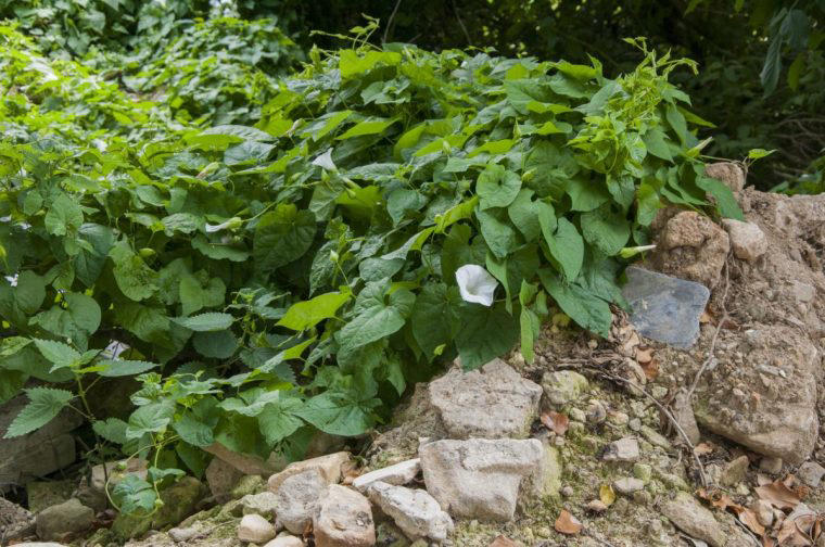 Other countermeasures Couch grass, Bentgrass, Bindweed, Ground elder, Other countermeasures, Also try...