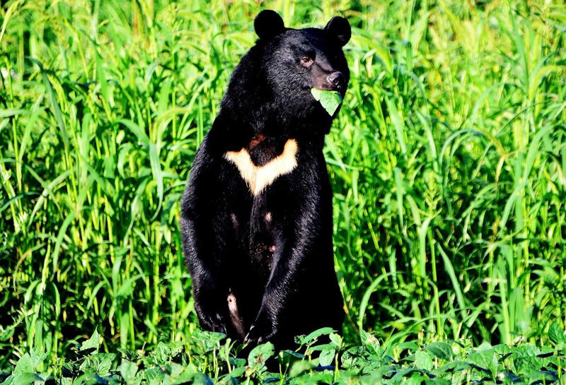 ■遠くからヒグマにスプレー噴射, ■クマがその場を離れず登山を中止, ■「刺激臭」に興味か, ■たばこやオオカミの糞を嫌うハズが…, ■忌避剤としての効果はない, ■テントにスプレー散布は逆効果, ■クマの学習能力は想定以上