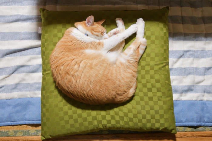 猫は色をどう見ているのか, 猫が嫌がる『キライな色』3選, 3.黄色に近い強い色合い, 逆に猫が好む色は？