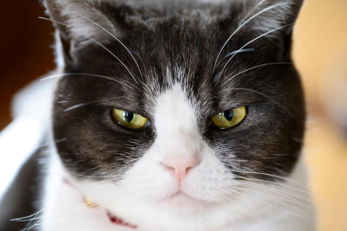 猫は色をどう見ているのか, 猫が嫌がる『キライな色』3選, 3.黄色に近い強い色合い, 逆に猫が好む色は？
