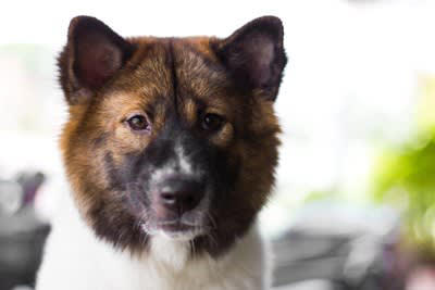 犬が「捨てられた」と勘違いする飼い主の行動4選, 1.突然の環境の変化, 2.不適切な別れの挨拶, 3.新しい家族の加入, 「捨てられた」と勘違いした犬が見せるサイン, 愛犬に不安を抱かせない心のケア