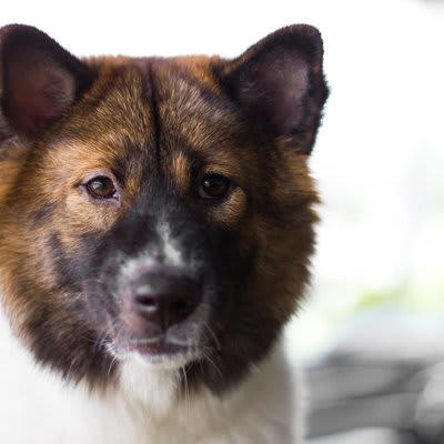犬が「捨てられた」と勘違いする飼い主の行動4選, 1.突然の環境の変化, 2.不適切な別れの挨拶, 3.新しい家族の加入, 「捨てられた」と勘違いした犬が見せるサイン, 愛犬に不安を抱かせない心のケア