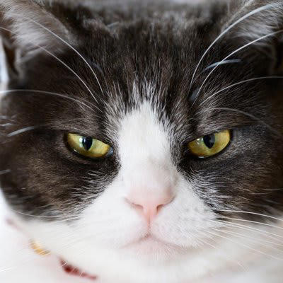 猫は色をどう見ているのか, 猫が嫌がる『キライな色』3選, 3.黄色に近い強い色合い, 逆に猫が好む色は？