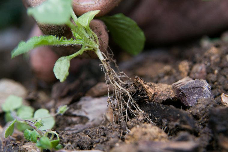Also try... Couch grass, Bentgrass, Bindweed, Ground elder, Other countermeasures, Also try...