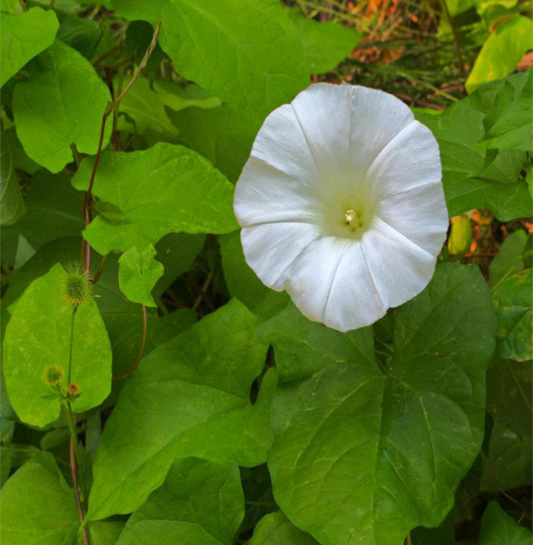 Bindweed Couch grass, Bentgrass, Bindweed, Ground elder, Other countermeasures, Also try...