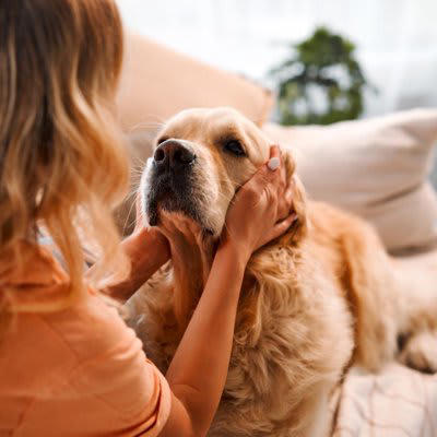 『愛情が足りていない犬』がみせるサイン５選, 1.落ち着きのない行動が増える, 2.わざとイタズラしてみせる, 3.元気がなく表情が暗い, 4.飼い主に過度な依存の仕方をみせる, 5.自分の体を執拗に舐めたり噛んだりする, 愛犬の心を満たすために飼い主ができること