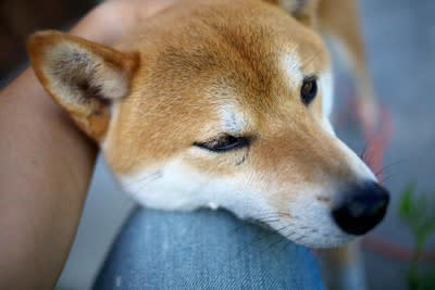 『愛情が足りていない犬』がみせるサイン５選, 1.落ち着きのない行動が増える, 2.わざとイタズラしてみせる, 3.元気がなく表情が暗い, 4.飼い主に過度な依存の仕方をみせる, 5.自分の体を執拗に舐めたり噛んだりする, 愛犬の心を満たすために飼い主ができること
