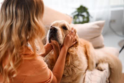『愛情が足りていない犬』がみせるサイン５選, 1.落ち着きのない行動が増える, 2.わざとイタズラしてみせる, 3.元気がなく表情が暗い, 4.飼い主に過度な依存の仕方をみせる, 5.自分の体を執拗に舐めたり噛んだりする, 愛犬の心を満たすために飼い主ができること