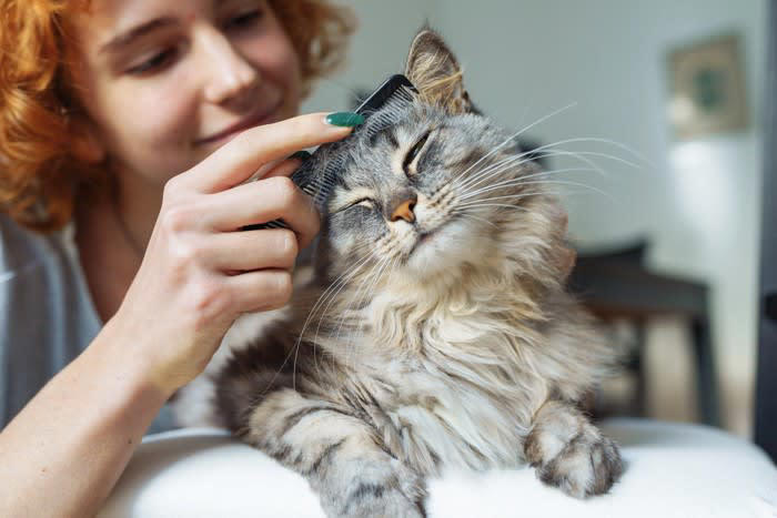 多頭飼育に向いていない猫とは？, 神経質・野生気質な性格の猫, 単頭飼育のメリット, 1．猫と飼い主の関係が深まる, 2．経済的な負担の軽減, 3．飼育スペースに場所をとらない, 4．健康・食事管理がしやすい, 5．猫同士のトラブルが生じない, 単頭飼育のデメリット