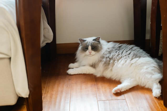 多頭飼育に向いていない猫とは？, 神経質・野生気質な性格の猫, 単頭飼育のメリット, 1．猫と飼い主の関係が深まる, 2．経済的な負担の軽減, 3．飼育スペースに場所をとらない, 4．健康・食事管理がしやすい, 5．猫同士のトラブルが生じない, 単頭飼育のデメリット