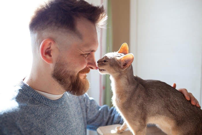 多頭飼育に向いていない猫とは？, 神経質・野生気質な性格の猫, 単頭飼育のメリット, 1．猫と飼い主の関係が深まる, 2．経済的な負担の軽減, 3．飼育スペースに場所をとらない, 4．健康・食事管理がしやすい, 5．猫同士のトラブルが生じない, 単頭飼育のデメリット