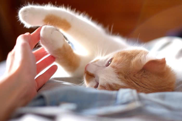 1.エネルギーを発散するため, 2.空腹や欲求不満を伝えるため, 3.狩猟本能のため, 4.ストレスや病気のため