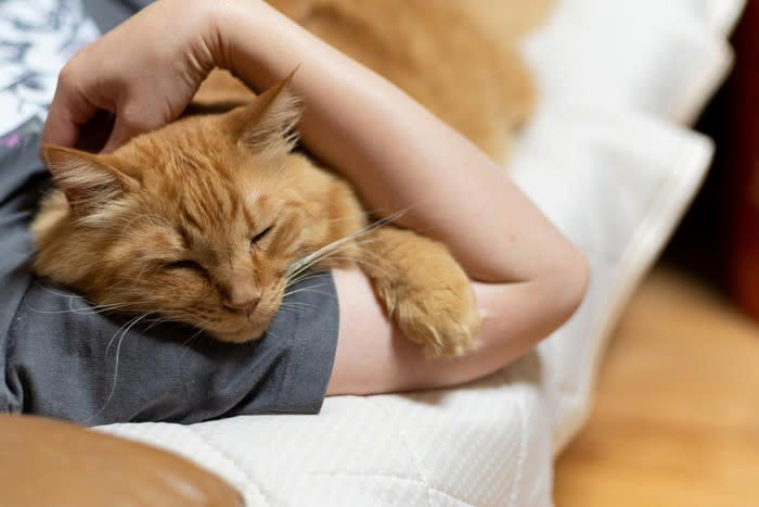 猫が腕に「ギュッと抱き着いてくる」3つの理由, 1.愛情表現や信頼のサイン, 3.遊びたい気持ちの表れ, 抱きつき行動に隠されたSOS？こんな時は注意