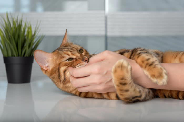 猫が腕に「ギュッと抱き着いてくる」3つの理由, 1.愛情表現や信頼のサイン, 3.遊びたい気持ちの表れ, 抱きつき行動に隠されたSOS？こんな時は注意