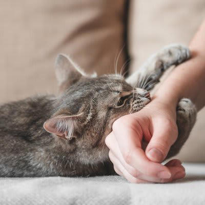 猫が腕に「ギュッと抱き着いてくる」3つの理由, 1.愛情表現や信頼のサイン, 3.遊びたい気持ちの表れ, 抱きつき行動に隠されたSOS？こんな時は注意