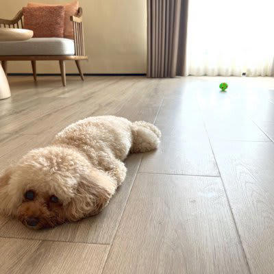 犬のケガに繋がる『危ない床』, 3.爪に引っかかりやすい, 犬がケガをしない予防策, ペット専用のマットを敷く, 滑り止めワックスを塗る, 床が原因で犬が発症しやすい病気