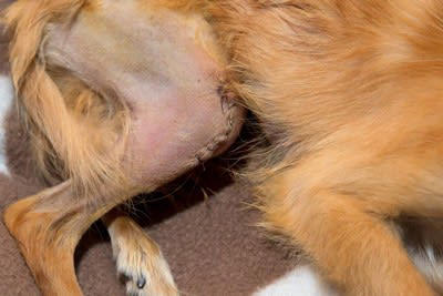 犬のケガに繋がる『危ない床』, 3.爪に引っかかりやすい, 犬がケガをしない予防策, ペット専用のマットを敷く, 滑り止めワックスを塗る, 床が原因で犬が発症しやすい病気