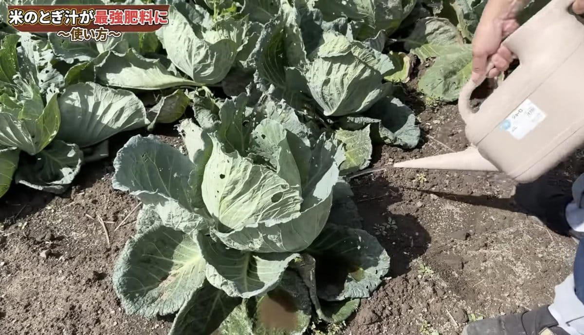 米のとぎ汁は、野菜のごちそう！, 黒壁直伝！ 最強の米のとぎ汁肥料のメリット3つ, 作り方はたった3STEP！, 絶対に守って！ 使用ルール5つ, 捨てるはずのとぎ汁で野菜が変わる！