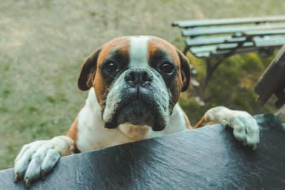 ️犬の目を見つめ続けてはいけない理由3つ, 1.威嚇だと捉えられてしまうため, 2.不安や恐怖心を与えてしまうから, 3.興奮させてしまう可能性がある, ️犬の目を見つめる際に注意すべきこと, 初対面の犬の目は見つめない, 目をそらされたら放っておく, じっと見つめ続けない
