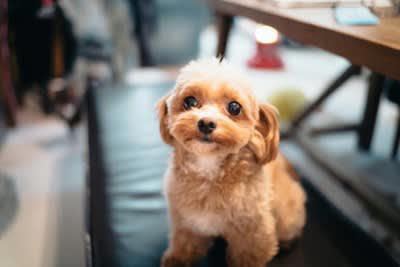 ️犬の目を見つめ続けてはいけない理由3つ, 1.威嚇だと捉えられてしまうため, 2.不安や恐怖心を与えてしまうから, 3.興奮させてしまう可能性がある, ️犬の目を見つめる際に注意すべきこと, 初対面の犬の目は見つめない, 目をそらされたら放っておく, じっと見つめ続けない