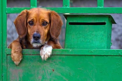 ️犬の目を見つめ続けてはいけない理由3つ, 1.威嚇だと捉えられてしまうため, 2.不安や恐怖心を与えてしまうから, 3.興奮させてしまう可能性がある, ️犬の目を見つめる際に注意すべきこと, 初対面の犬の目は見つめない, 目をそらされたら放っておく, じっと見つめ続けない