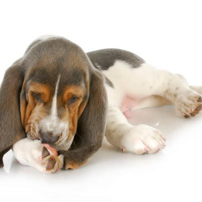 犬が『前足を舐める』ときの心理5選, 1.不安・ストレスを感じている, 2.暇つぶし・習慣化している, 3.皮膚の違和感・かゆみがある, 4.ケガ・異物がある, 5.痛み・関節炎などの慢性的な不快感, こんなときは病院へ！受診の判断ポイント, 飼い主ができるケアと予防策, ストレス・不安が原因の場合, 運動不足・退屈が原因の場合, 皮膚トラブル・かゆみ対策, 舐め癖の“習慣化”を防ぐために, どうしても舐めてしまうときのサポートアイテム