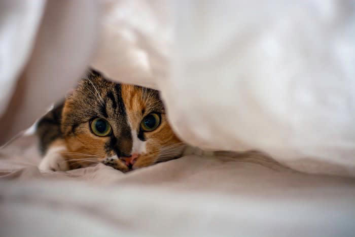 1.エネルギーを発散するため, 2.空腹や欲求不満を伝えるため, 3.狩猟本能のため, 4.ストレスや病気のため